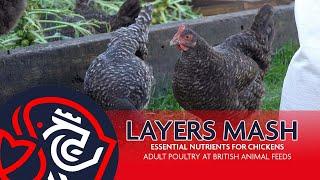 Layers Mash | Essential Nutrients for Chickens | Adult Poultry | British Animal Feeds