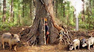 Building a secret shelter deep inside big tree