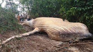 Dead whale was found at middle of Amazon Forest