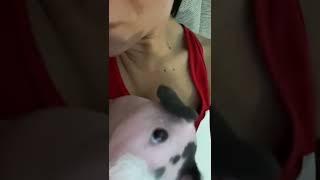 Small Naked Guinea Pig Gives Girl Kisses And Licks