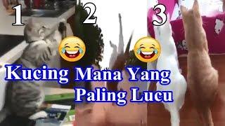 10 Kucing Lucu Paling Menggemaskan | Kucing lucu Ria 2019