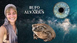 My Life-changing Experience With Bufo Alvarius (5 Meo DMT)