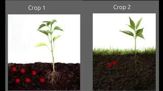 Crop Rotation: A mean to increase soil fertility.