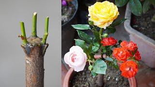 Simple But Unique Tips For Growing Roses By Gafting | How To Grow Roses At Home