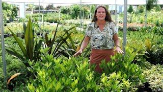 Get It Growing: Florida Sunshine anise is newest Louisiana Super Plant