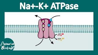 Na+ - K+ ATPase | How sodium potassium ATPase works? | Function of Na+ - K+ ATPase