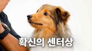 예쁘면 다야? 응. 셸티 예뻐서 다야 | 견종백과 셰틀랜드 쉽독편