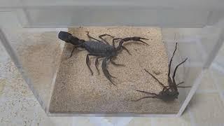 Six Eyed Sand Spider vs Black Fat tailed Scorpion