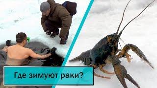 Ловля зимующих раков в проруби [Winter catching crayfish in the ice-hole]