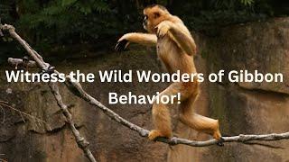 Witness the Wild Wonders of Gibbon Behavior!