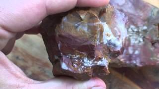 Everything About Petrified Wood