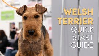 Welsh Terrier Grooming Supplies: Quick Start Guide