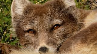 Arctic Fox's Fearless Hunt over Precarious Cliff Edge | 4K | Svalbard | Robert E Fuller