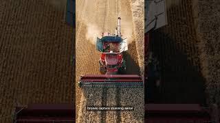 Aerial Harvest Machines Reaping Golden Wheat Fields #AerialHarvestMachinesReaping #shorts