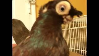 Uzbek pigeons USA Узбекские голуби