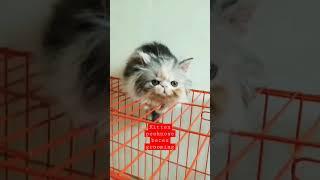 kitten peaknose beres grooming#kittenpeaknose#grooming