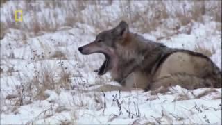 Black wolf story documentaries animal planet  Animals Channel HD