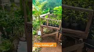 Berkebun cabai hatiku jadi santai