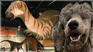 DOG VS DINOSAUR (caught on camera)