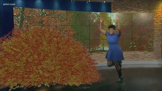 Can someone get a rake for the WTOL 11 studio? We've got a leaf problem