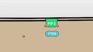 Protein kinase C