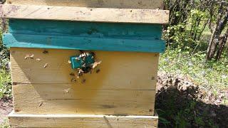 пчеловодство# спаривание матки с трутнем своими руками 