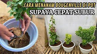 TUTORIAL CARA MENANAM BOUGENVILLE DI POT SUPAYA CEPAT SUBUR