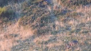 Iberian Wolves in the Cantabrian Mountains