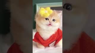 милые котики#cat #tiktokvideo #tiktok #tiktoktrends #монтаж #видеотренд