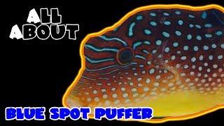 All About The Blue Spotted Puffer or Blue Dot Toby