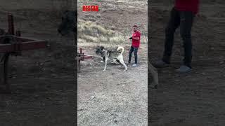 DESTAN ÇİFTLİĞE GİRİŞ YAPTI #music #military #rap #doglover #kangal #köpek