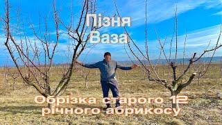 Обрізка старого абрикоса. Постійно омолоджуємо крону. Система формування «Пізня ваза».