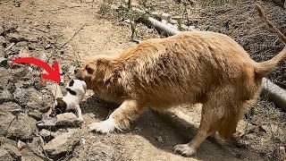 A week after feeding this starving stray dog, she returned with her favorite puppy in her mouth.️