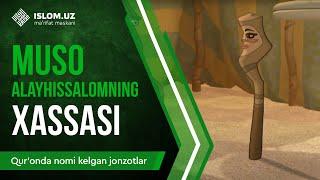 12. Muso alayhissalomning hassasi (2-qism) | Qur'onda nomi kelgan jonzotlar