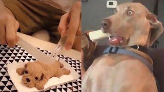 Dogs Kill Cake Dog Joke - 2012 Funny Dog Reactions Compilation