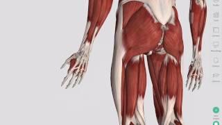 Skeletal Muscles | Complete Anatomy