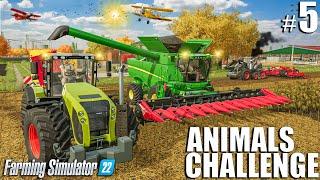 FIRST SUNFLOWERS HARVEST | Animals Challenge | Episode 5 | Farming Simulator 22