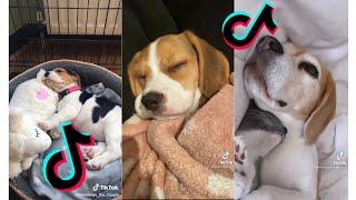  Funny and Cute Beagle  Dogs and Puppies Tiktok Compilation