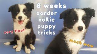 8 weeks Border Collie Puppy Tricks