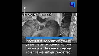 «Кто в теремочке живет?»: медведь залез в избушку на кордоне в Тунгусском заповеднике