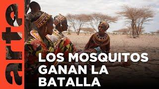 Kenia: la amenaza de los mosquitos