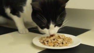 Clever cats always get away with it! | PURINA FELIX