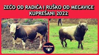 ZEĆO OD RADIĆA I RUŠKO OD MECAVICE KUPREŠANI 2022 KORIDA