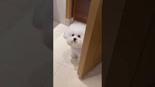 Love video #cat #Dog #short #animal p0811