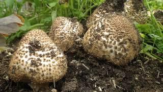 Spitzschuppiger Stachelschirmling (Lepiota aspera) im Zeitraffer