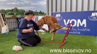 Balance training with Kanutten the Golden retriever | Team Bissevov Dogtraining