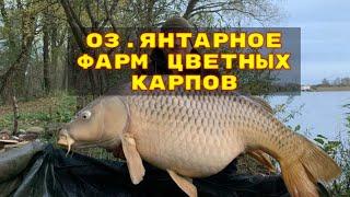 прямой эфир русская рыбалка 4 рр4 rf4 russian fishing 4 stream live стрим лайв ИДЁМ  МИРОВОЙ РЕКОРД