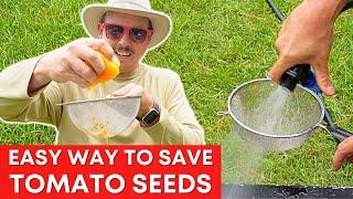 How to Save Tomato Seeds | SIMPLE & EASY!