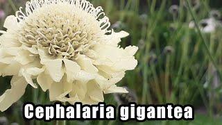 Cephalaria gigantea - Giant Scabious | Herbaceous Perennial