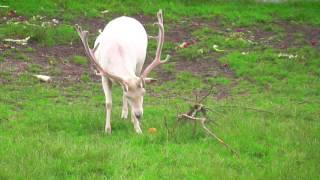 white deer - weißer Hirsch